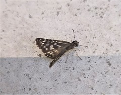 Burnsius oileus