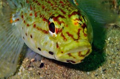 Gobius xanthocephalus