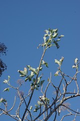 Heteromorpha arborescens