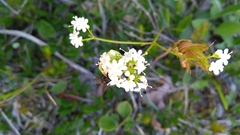 Valeriana saxatilis