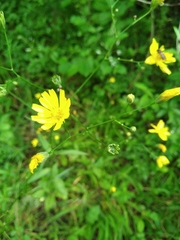 Lapsana communis intermedia