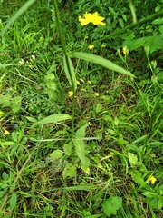 Lapsana communis intermedia