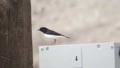 Oenanthe albonigra