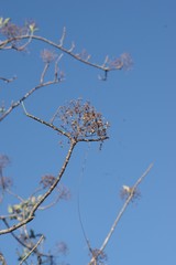 Heteromorpha arborescens