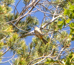 Leiothlypis crissalis