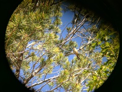 Leiothlypis crissalis