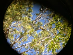 Leiothlypis crissalis