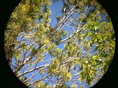 Leiothlypis crissalis