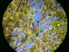 Leiothlypis crissalis
