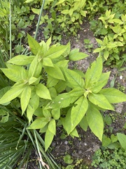 Lysimachia clethroides