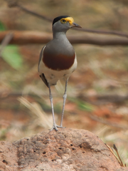 Vanellus superciliosus