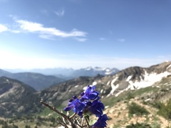Penstemon cyananthus