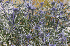 Eryngium amethystinum