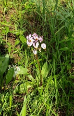 Dodecatheon