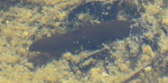 Haemopidae