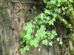 Ribes divaricatum pubiflorum