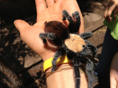 Brachypelma albiceps