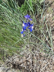 Delphinium sutherlandii