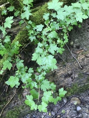 Ribes divaricatum pubiflorum