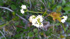 Valeriana saxatilis