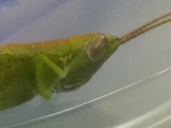 Stenacris vitreipennis