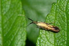 Coleophora mayrella