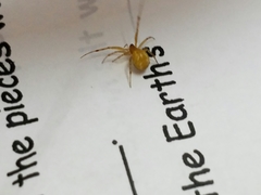 Anelosimus studiosus