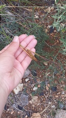 Carex flacca serrulata