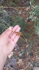 Carex flacca serrulata