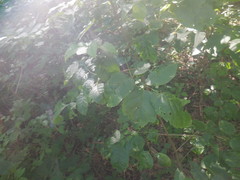 Fraxinus quadrangulata