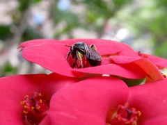 Lasioglossum