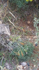 Carex flacca serrulata