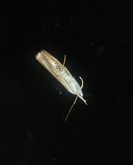 Parapediasia decorellus