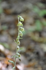Epipactis microphylla