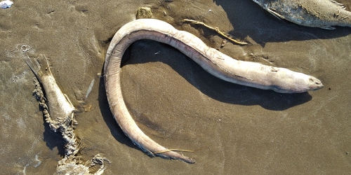 Argentine conger (Conger orbignianus) — Congridae — 4