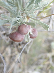 Rhopalomyia pomum