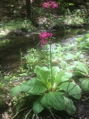 Primula japonica