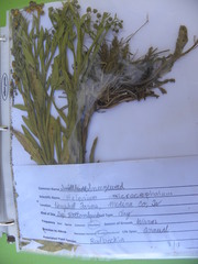 Helenium microcephalum