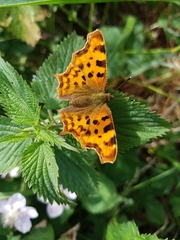 Polygonia c-album
