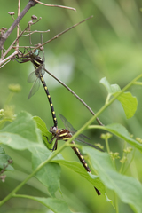 Cordulegaster bilineata