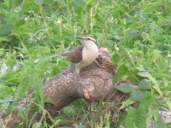 Campylorhynchus griseus