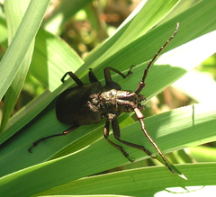 Pyrodes nitidus