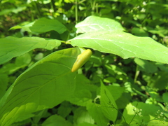 Puccinia sparganioidis