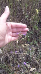 Campanula sibirica taurica