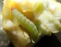 Eichlinia cucurbitae