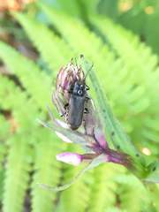 Cantharis tristis