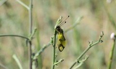 Libelloides macaronius