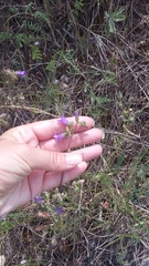 Campanula sibirica taurica
