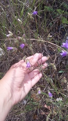 Campanula sibirica taurica