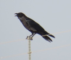 Corvus ruficollis
